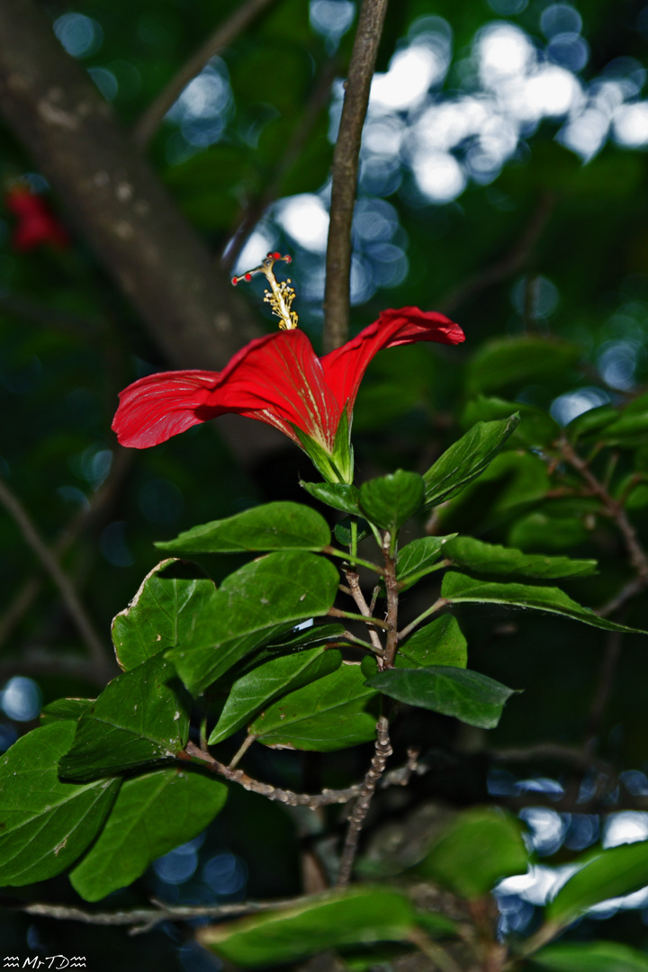 fleur du soir