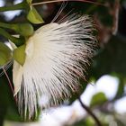 Fleur d’un arbre exotique - Blume von einem exotischen Baum