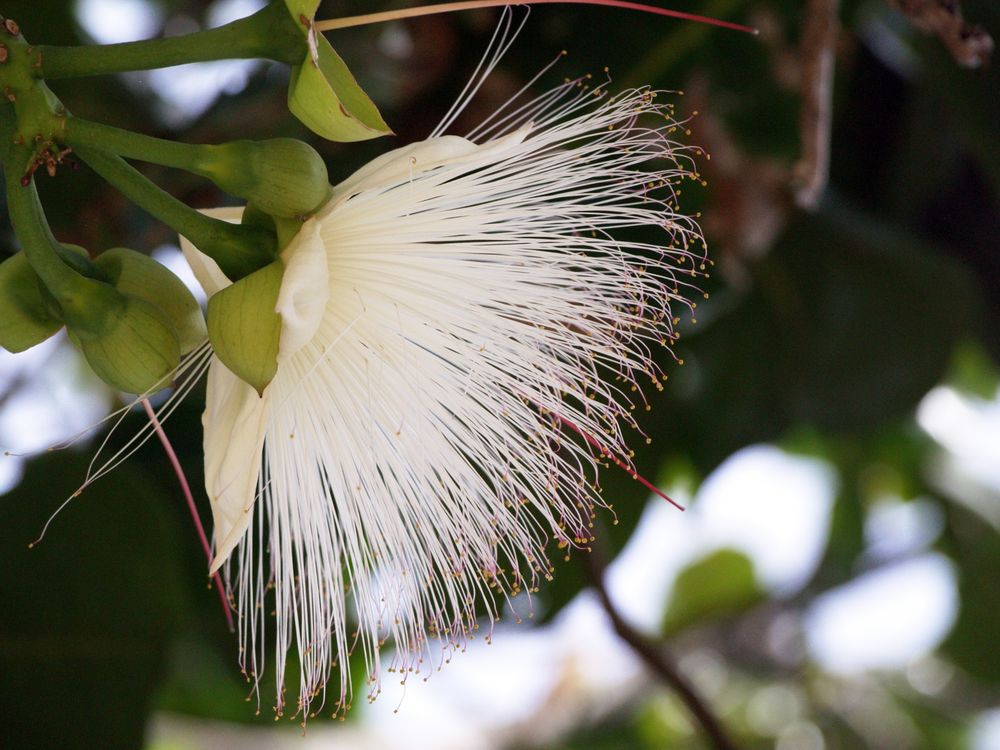 Fleur d’un arbre exotique - Blume von einem exotischen Baum