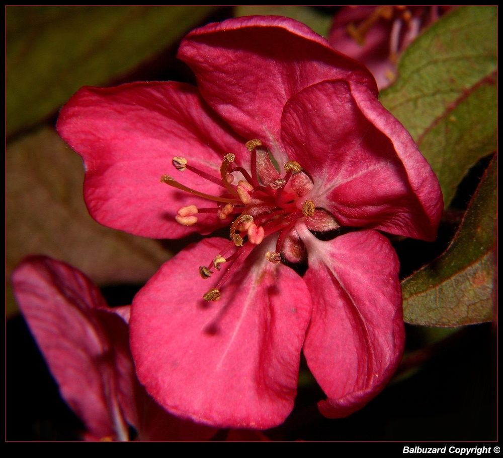 " Fleur d'un pommier japonais "