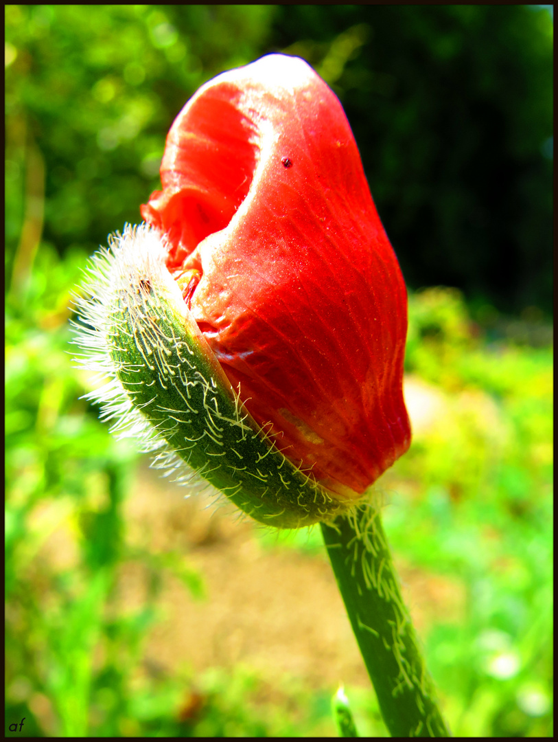 fleur