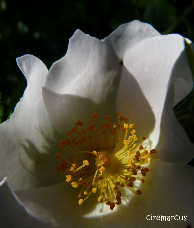 FLEUR EGLANTIER ZOOM