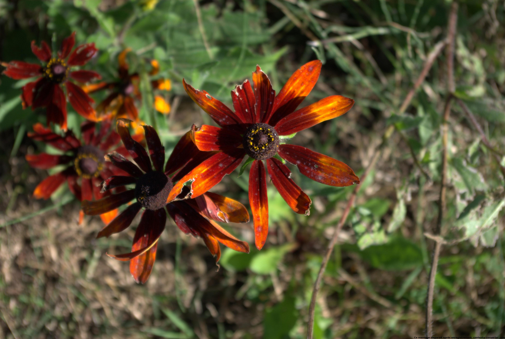 fleur en automne