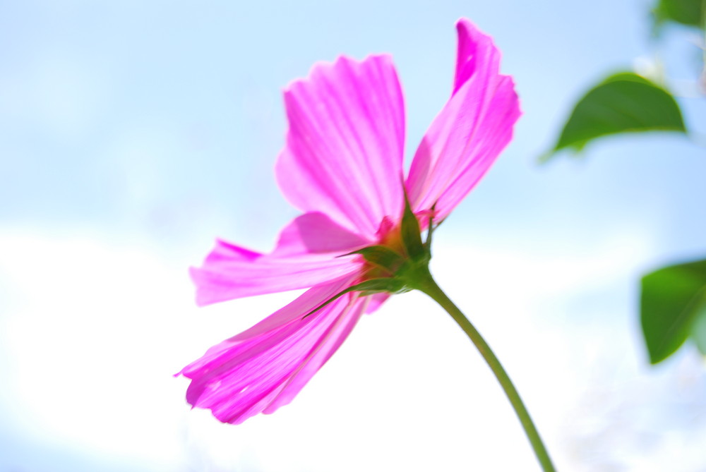 fleur en été