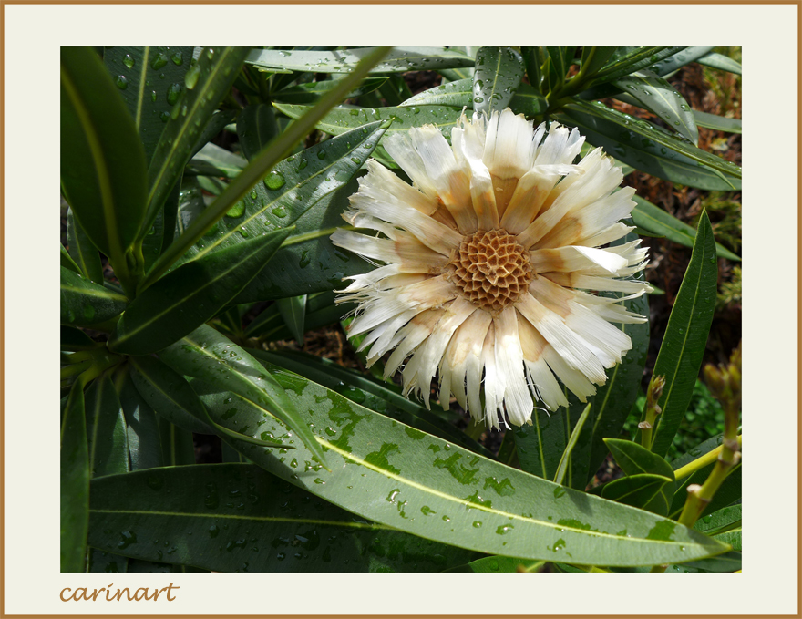 "Fleur" en février / "Blume" im Februar