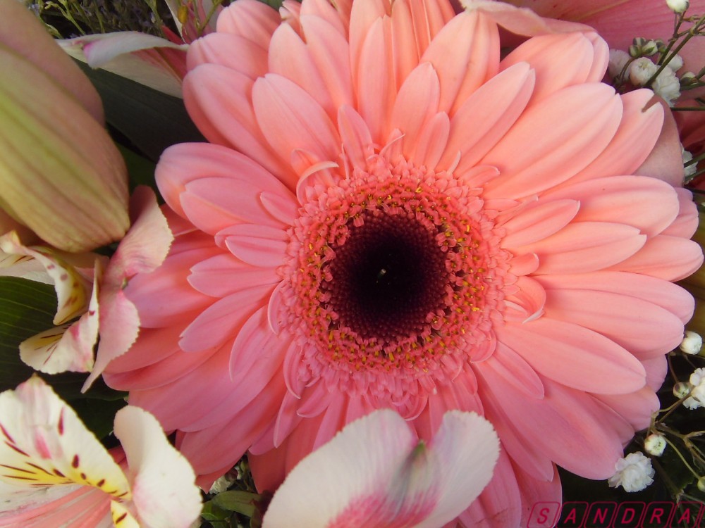 Fleur en gros plan...et du rose pour vous envoyer toute mon amitié...A vous que j'aime!!!!!