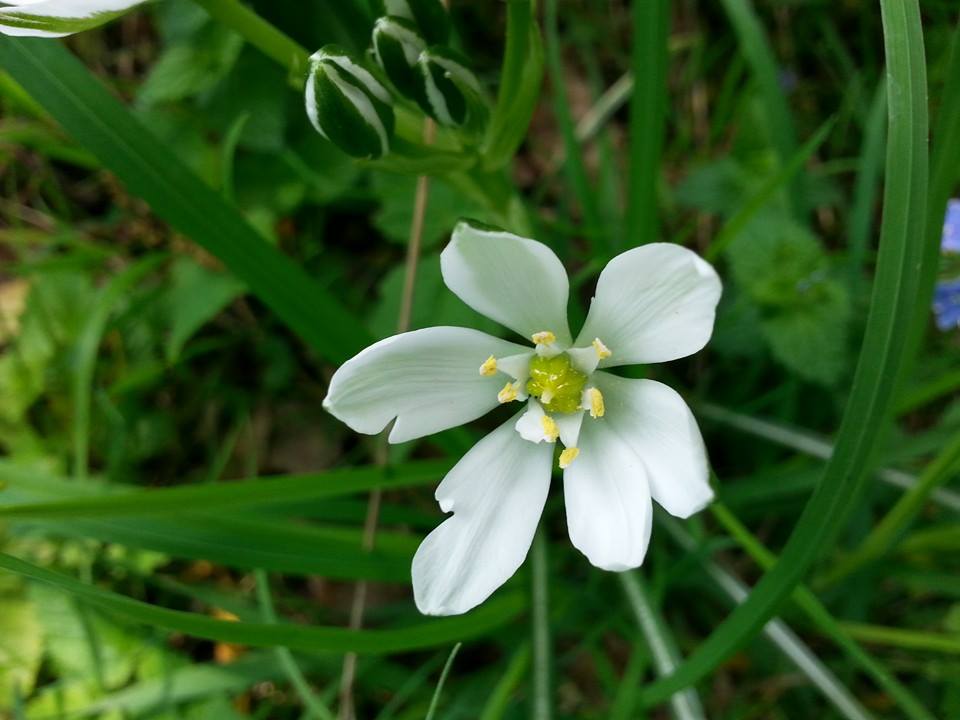 FLEUR EN MACRO