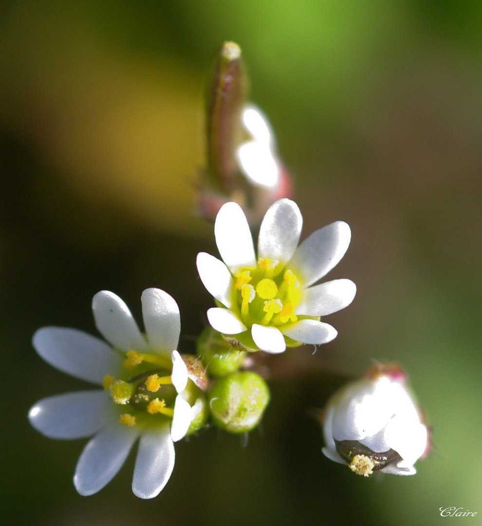 FLEUR EN MACRO