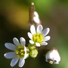 FLEUR EN MACRO