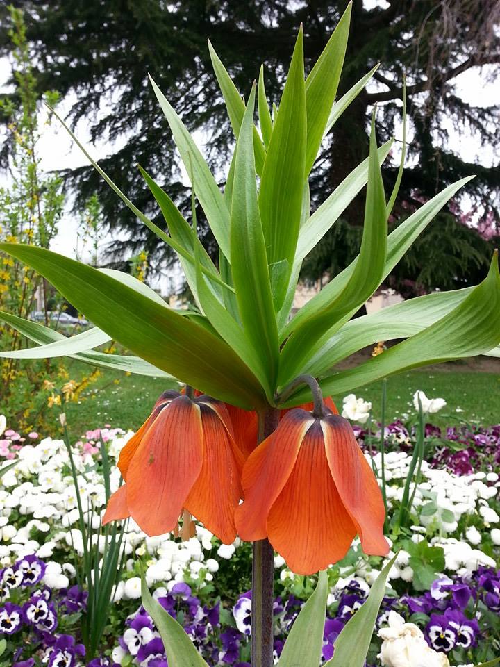 FLEUR EN MACRO