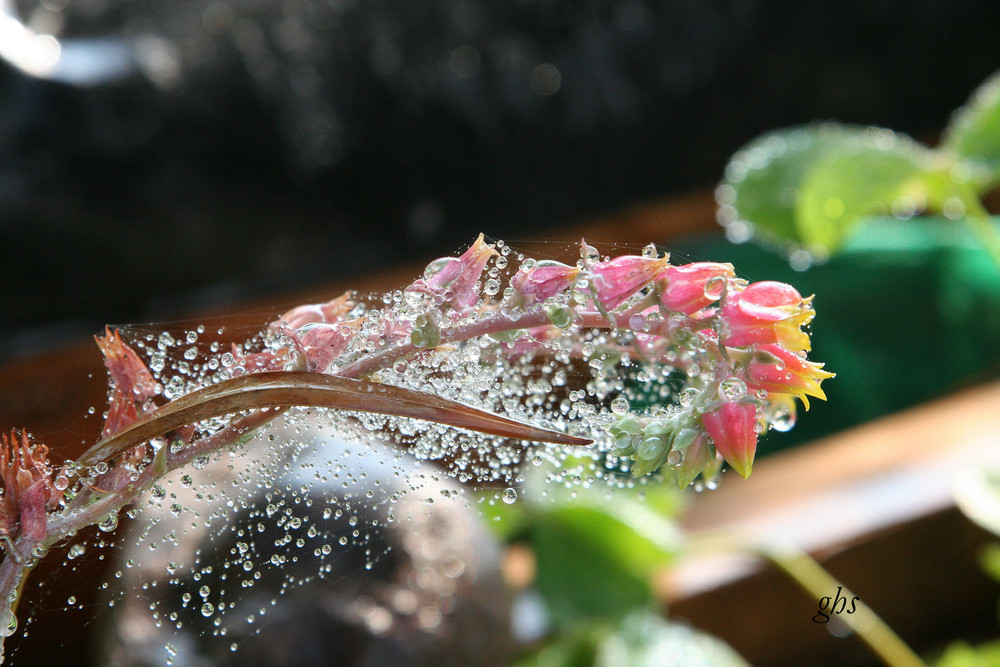 fleur entoilée