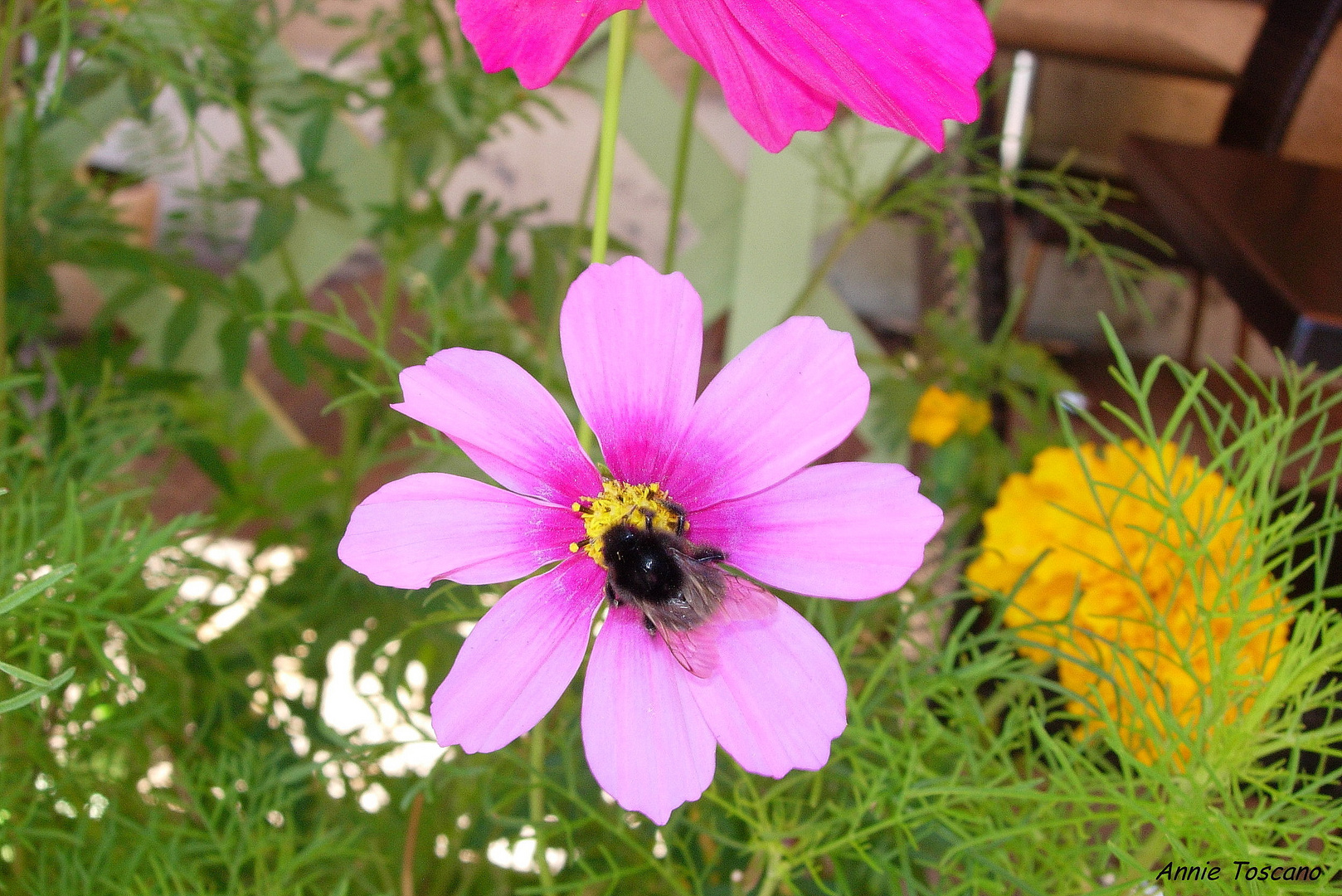 Fleur et bourdon.