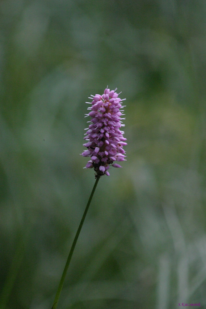 Fleur et flou