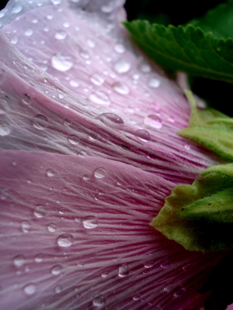 Fleur et gouttes de pluie