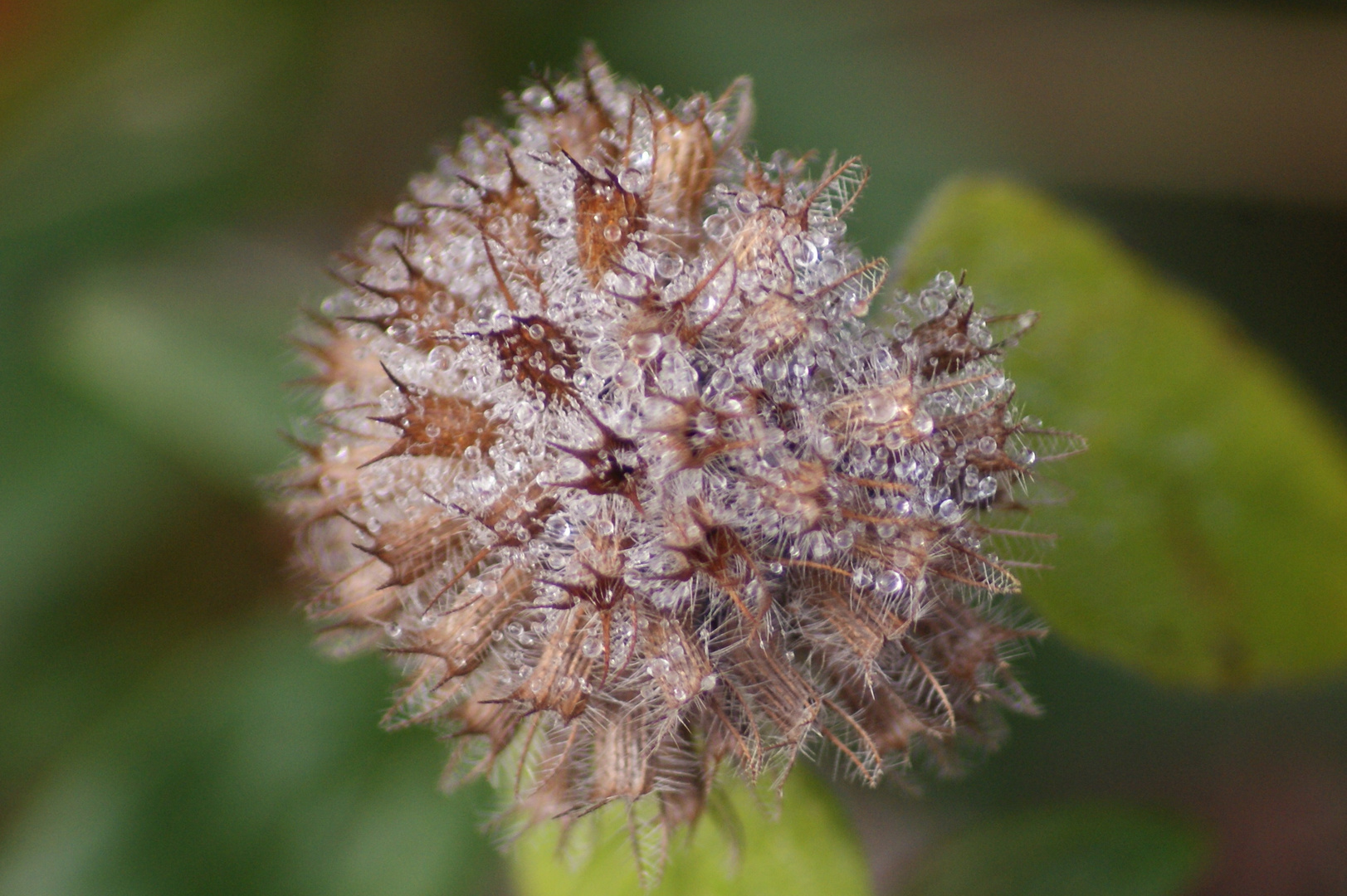 fleur et gouttes d'eau .......................