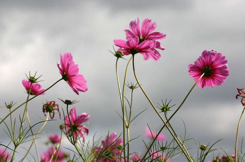 fleur et orage