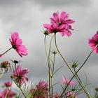 fleur et orage