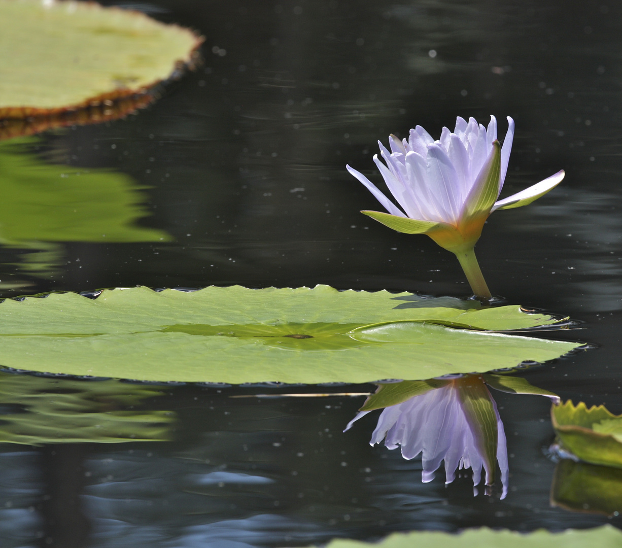 fleur et reflet