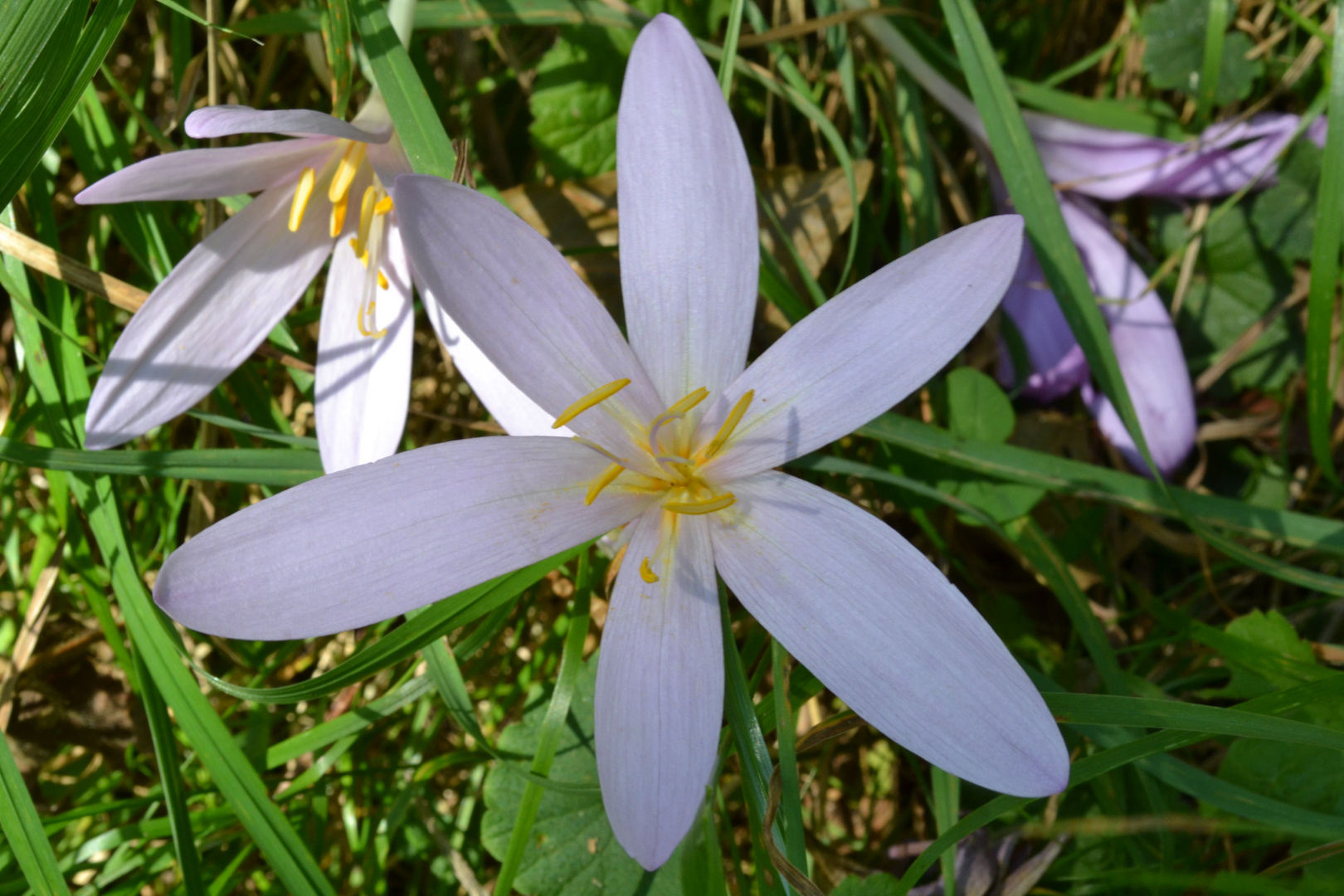 fleur etoile