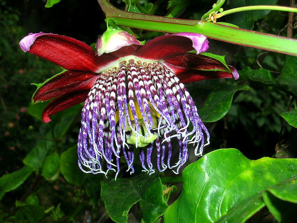 Fleur exotique de l'ile de Madère