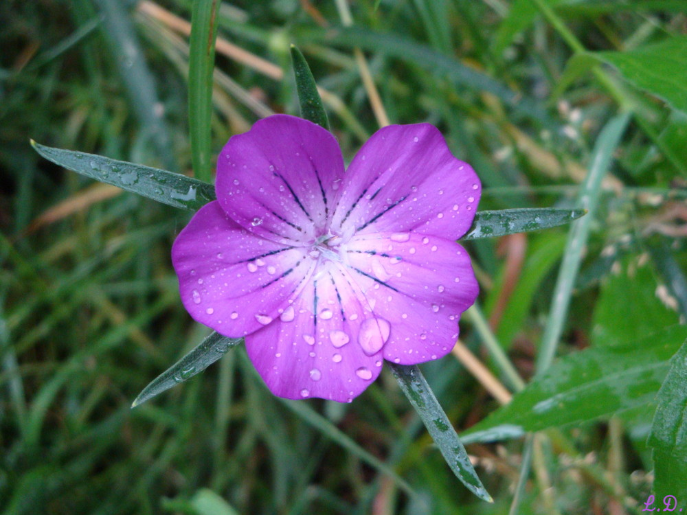 fleur