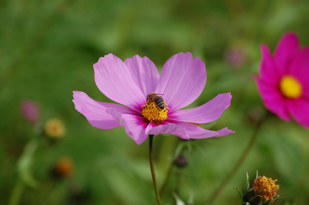 fleur