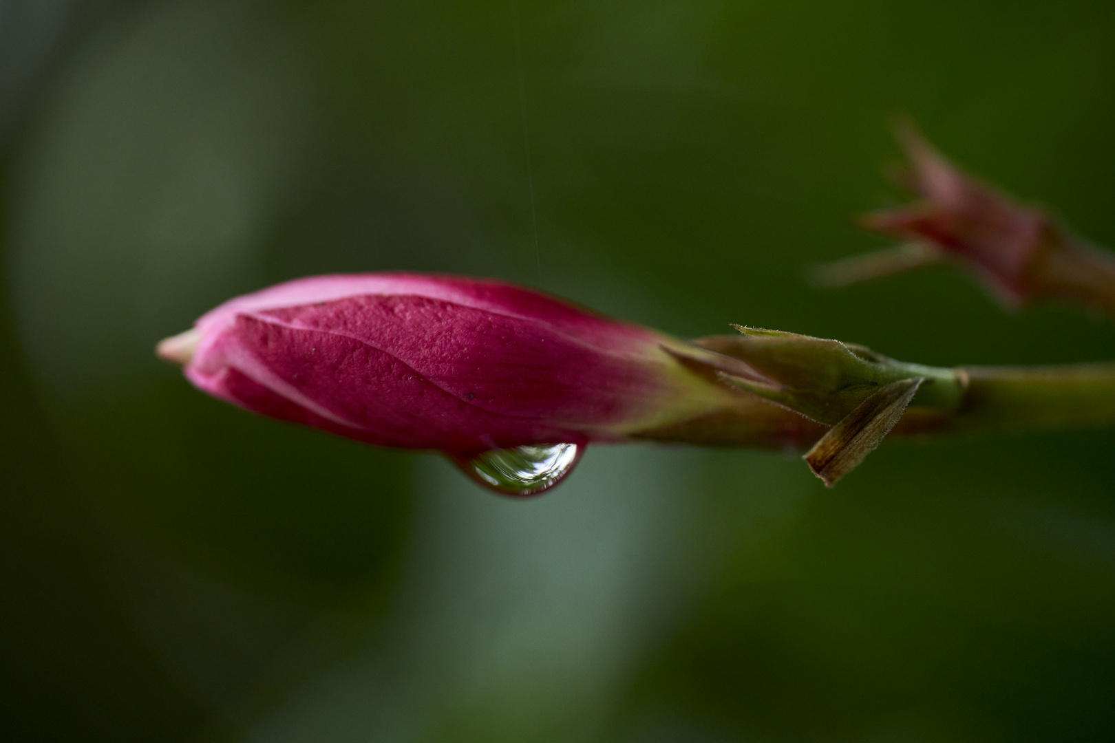 Fleur 