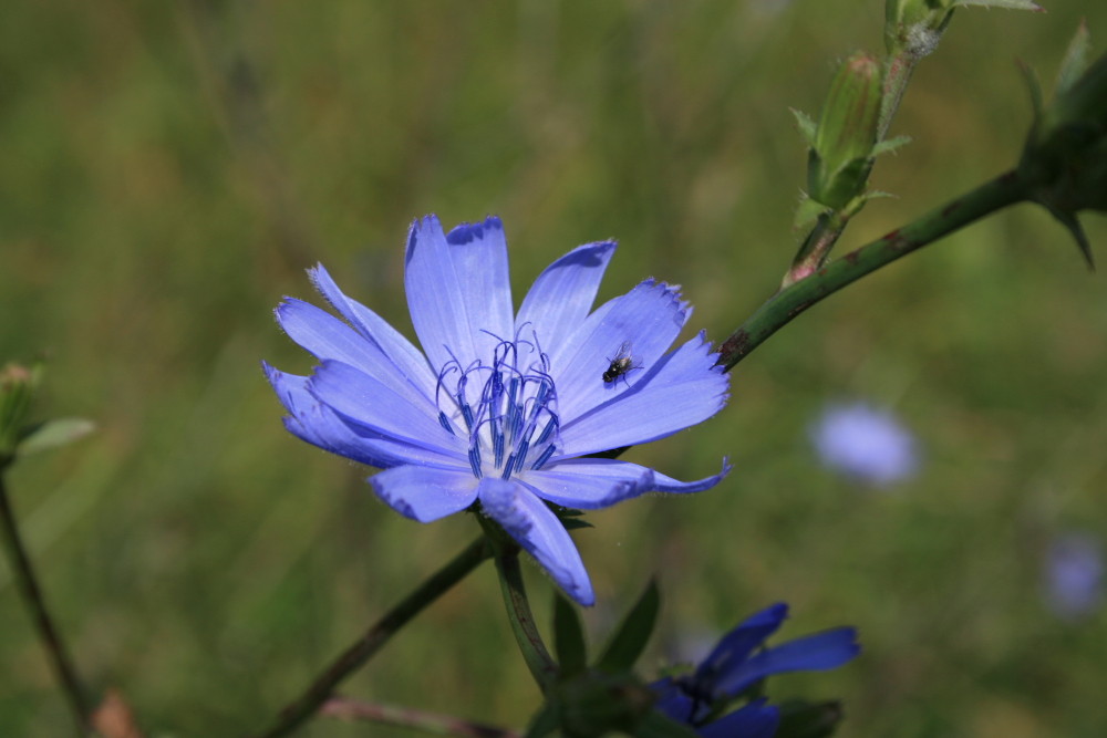 Fleur