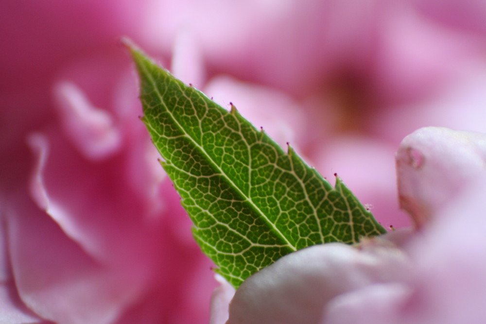 fleur-feuille