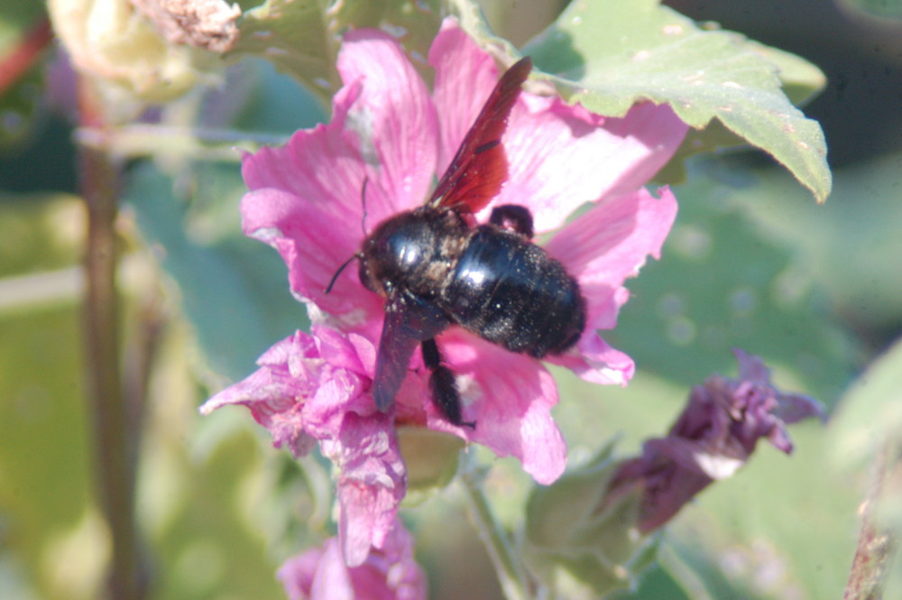 fleur insecte