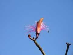 fleur jamais observée