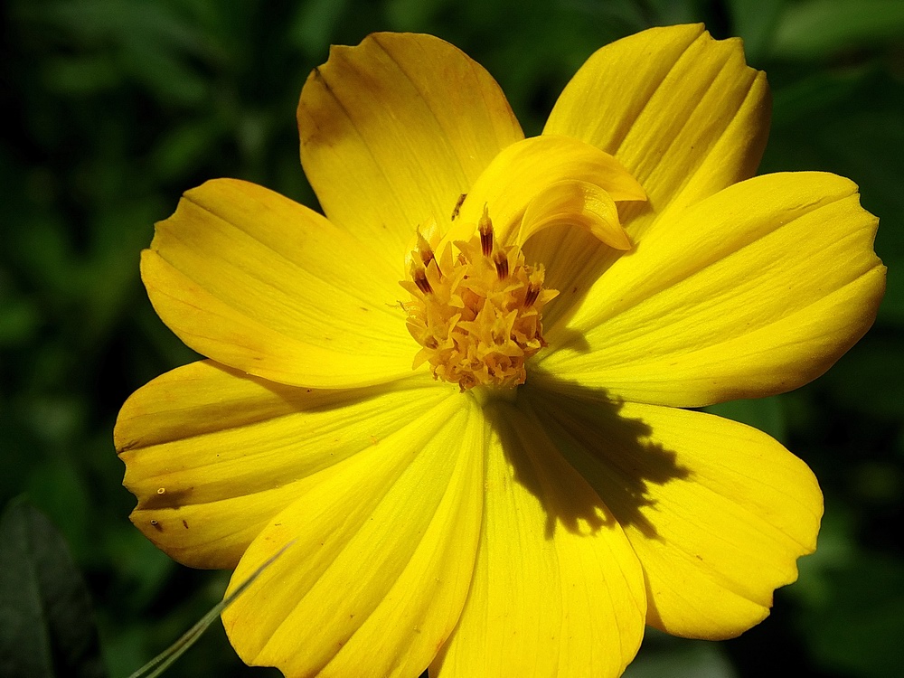 fleur jaune!