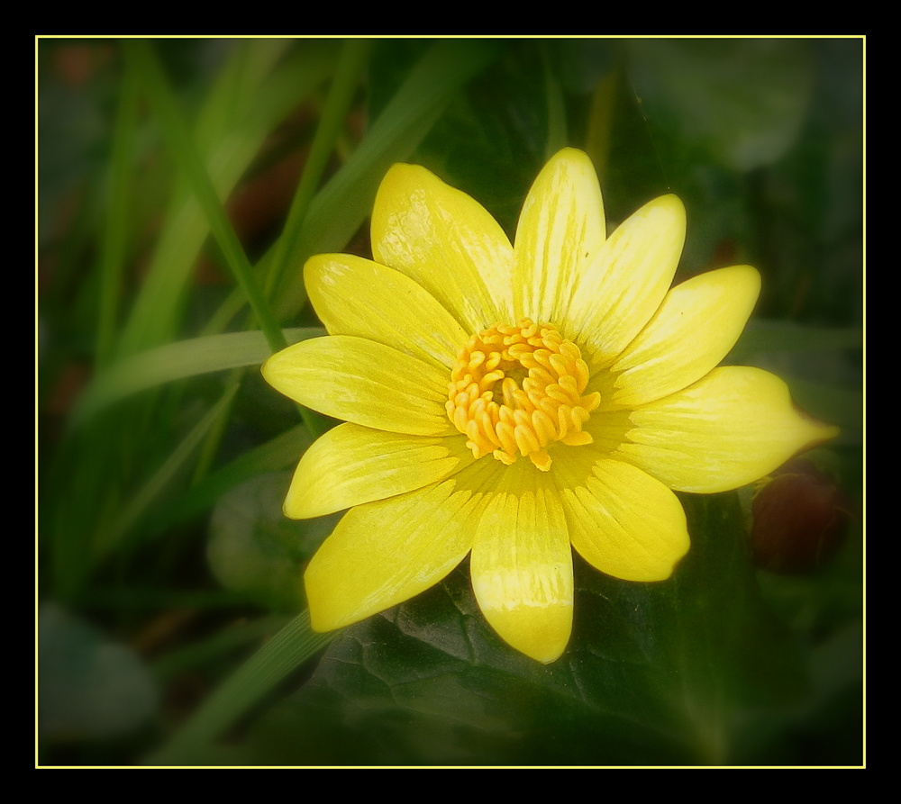 fleur jaune