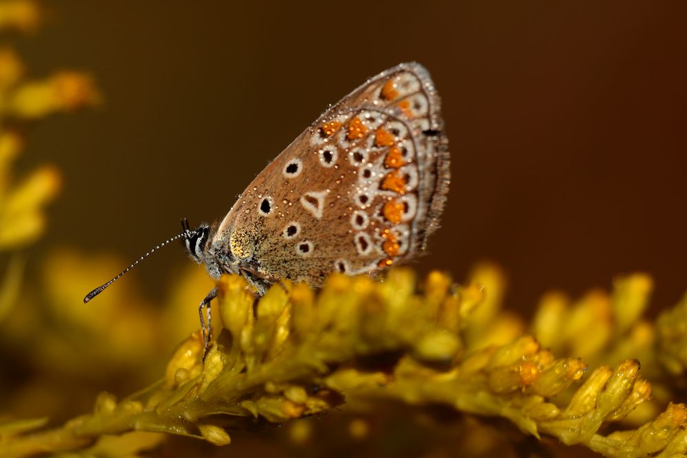 fleur jaune 2 