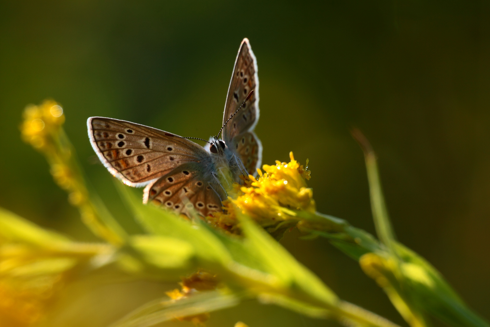 fleur jaune 3