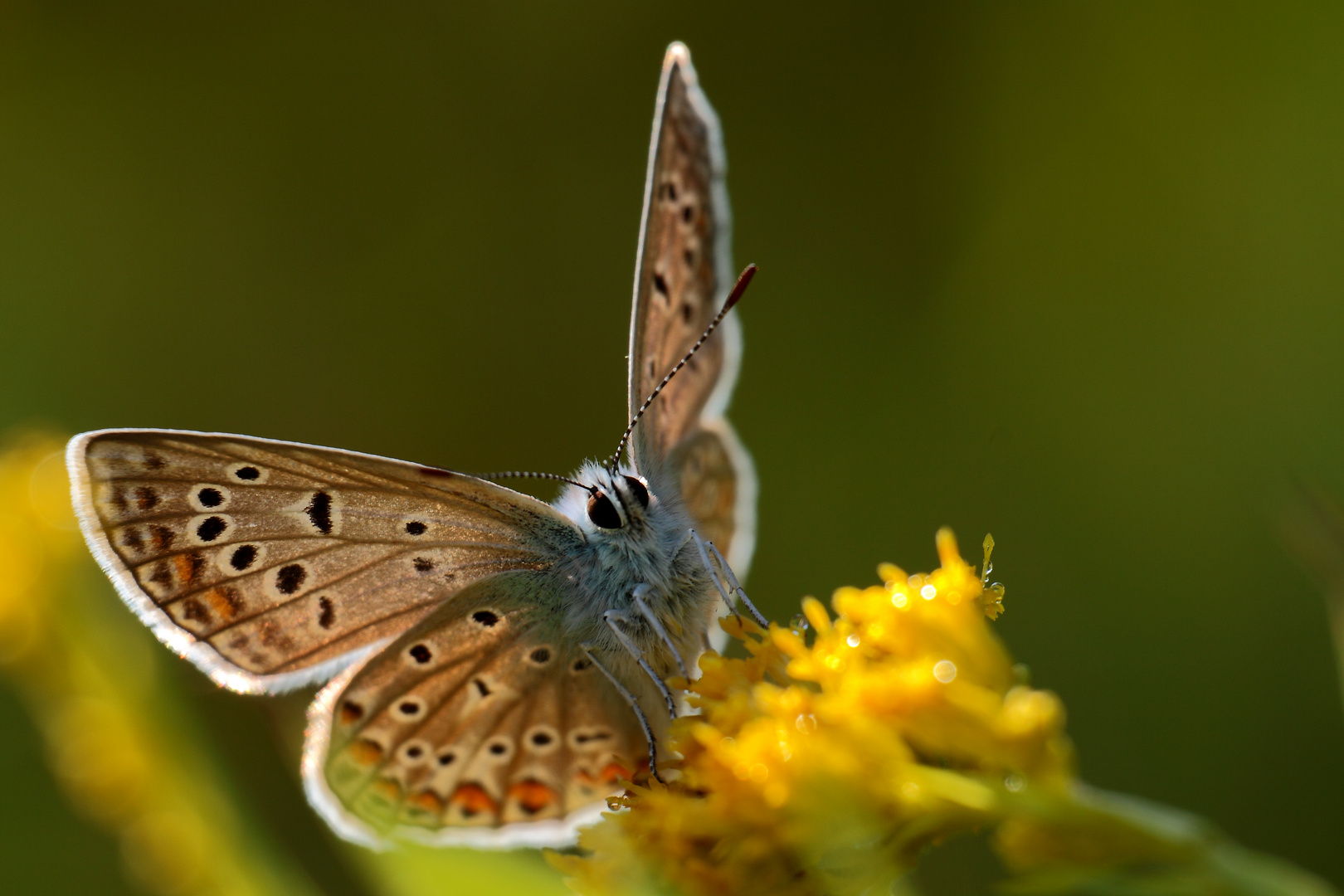 fleur jaune 4