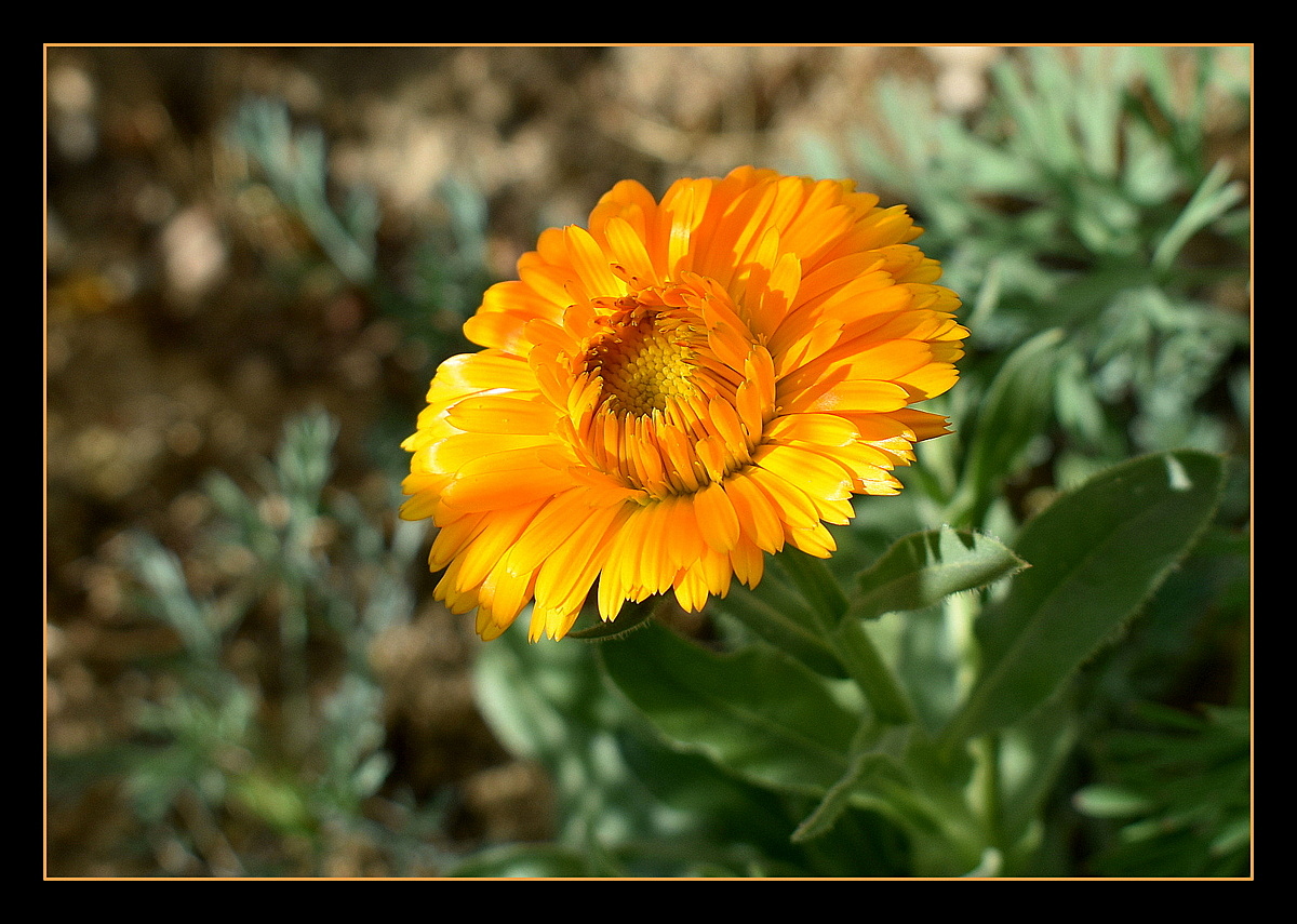 fleur jaune