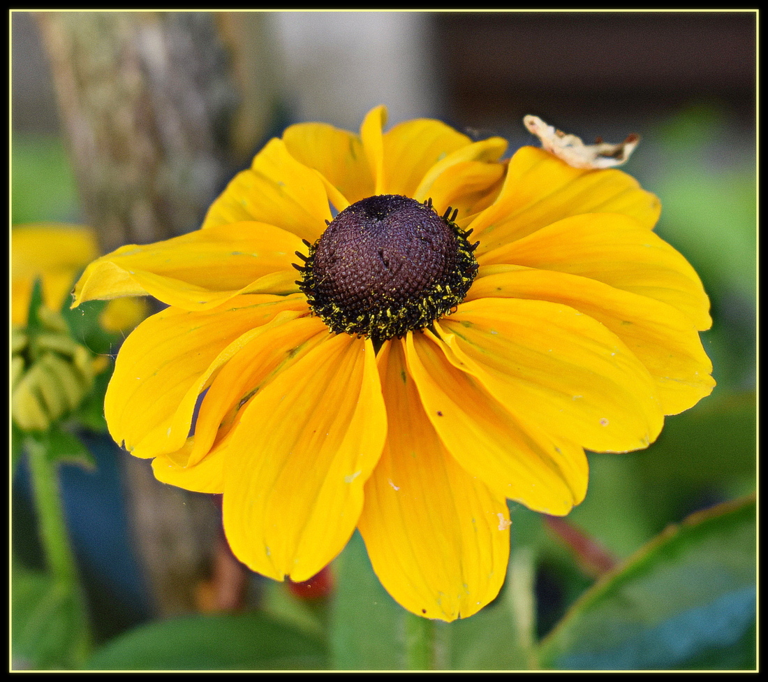 fleur jaune