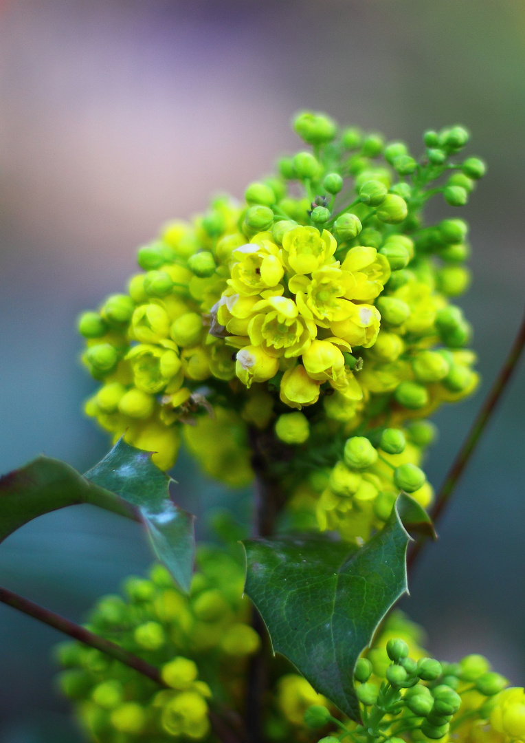 fleur jaune