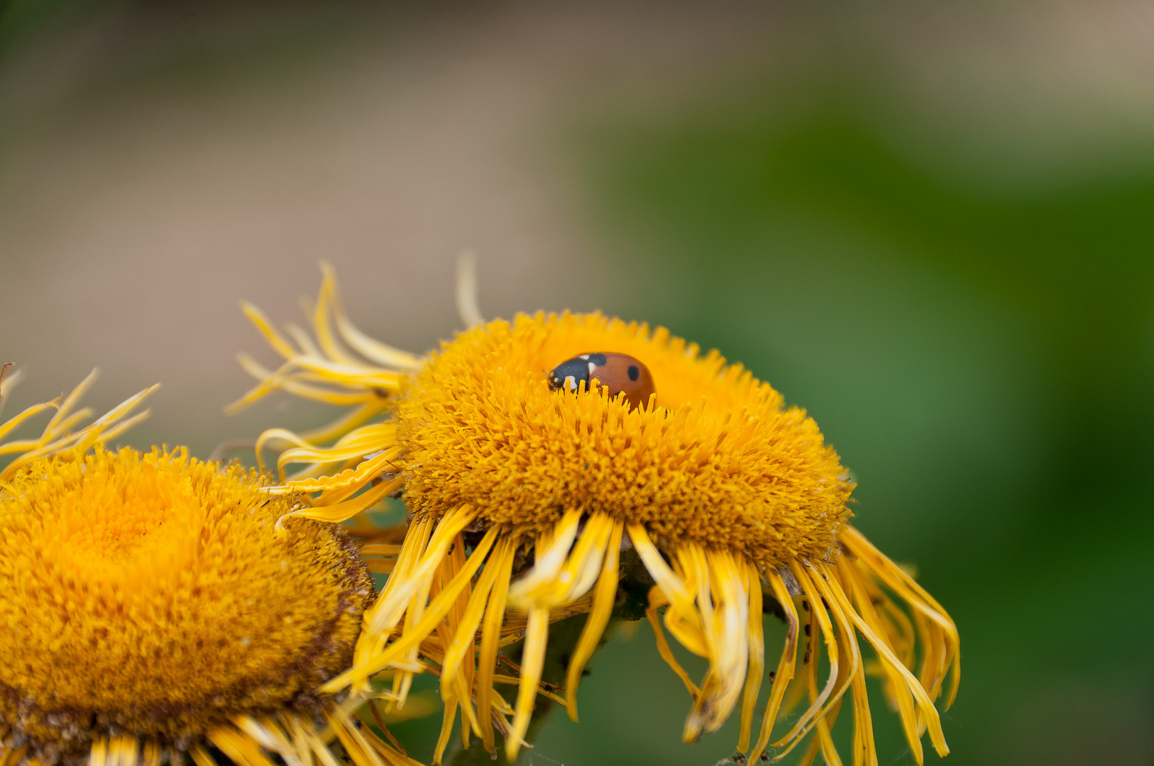 Fleur jaune