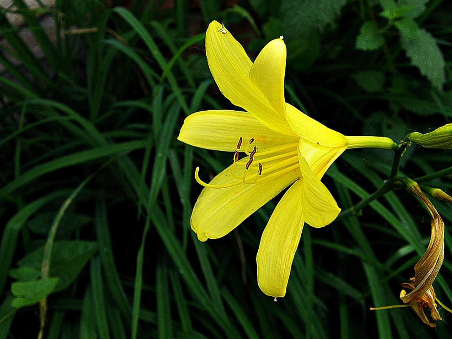 fleur jaune