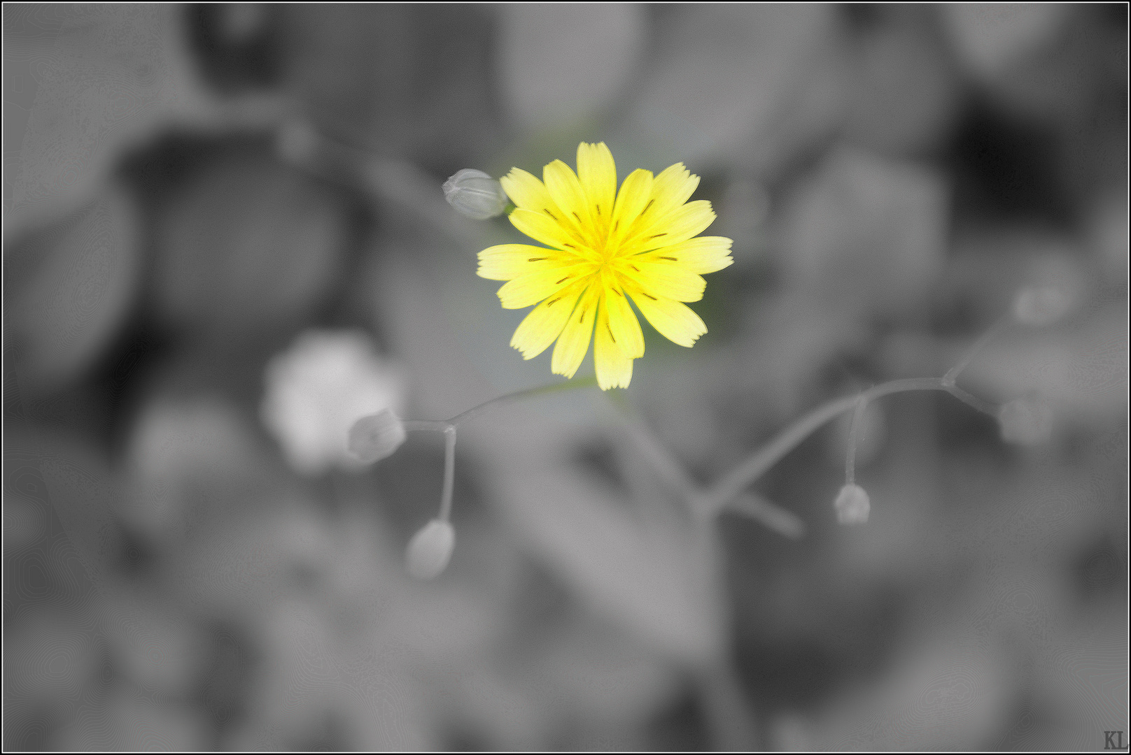 fleur jaune...