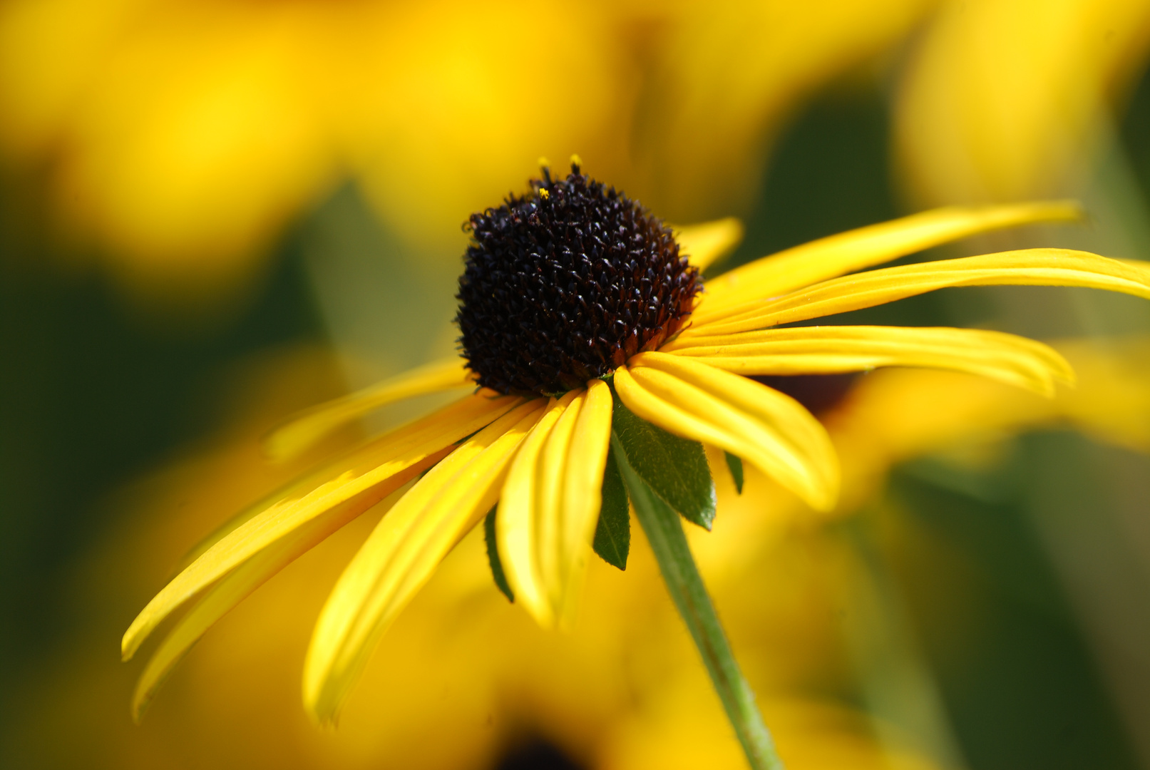 Fleur jaune