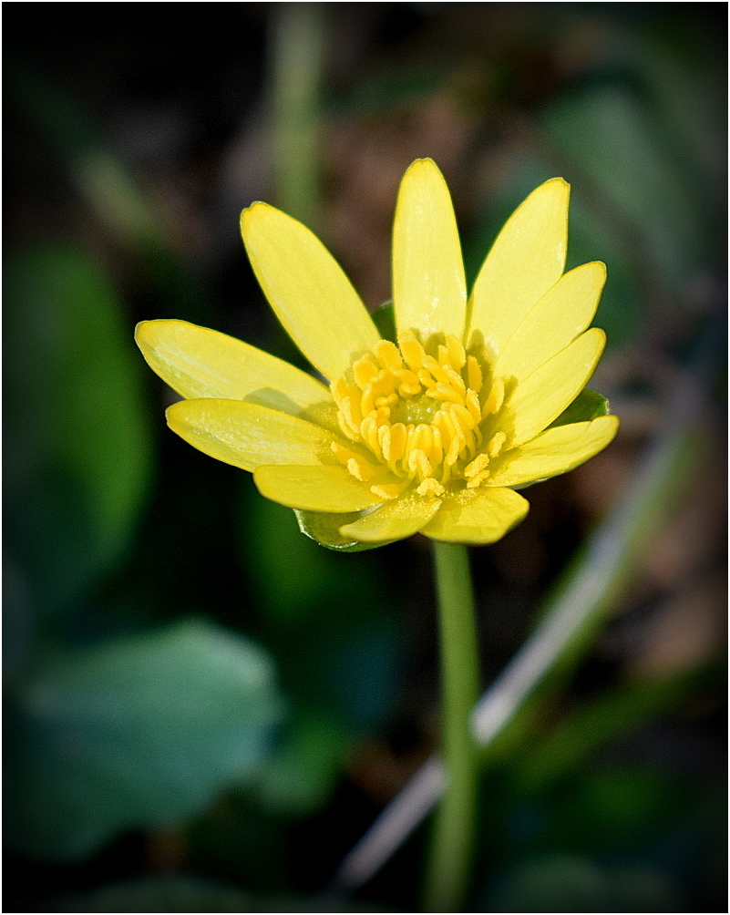 fleur jaune