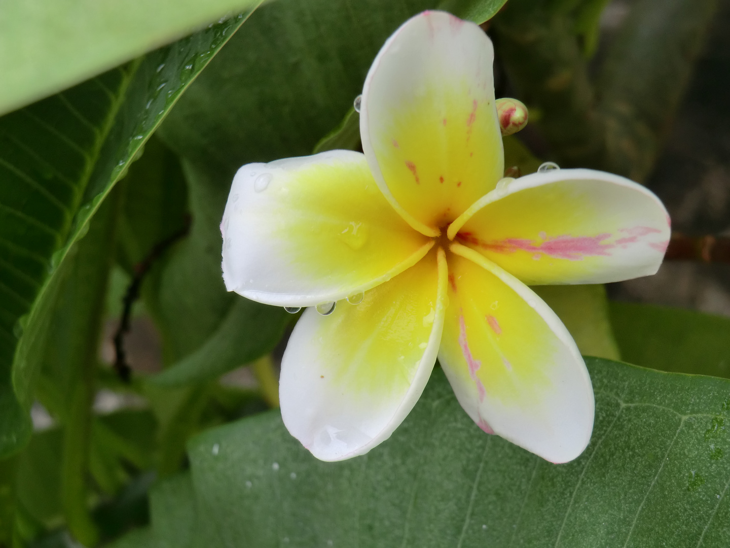 fleur jaune au vietnam