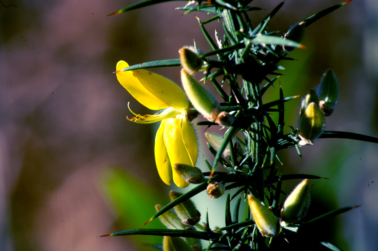 Fleur Jaune