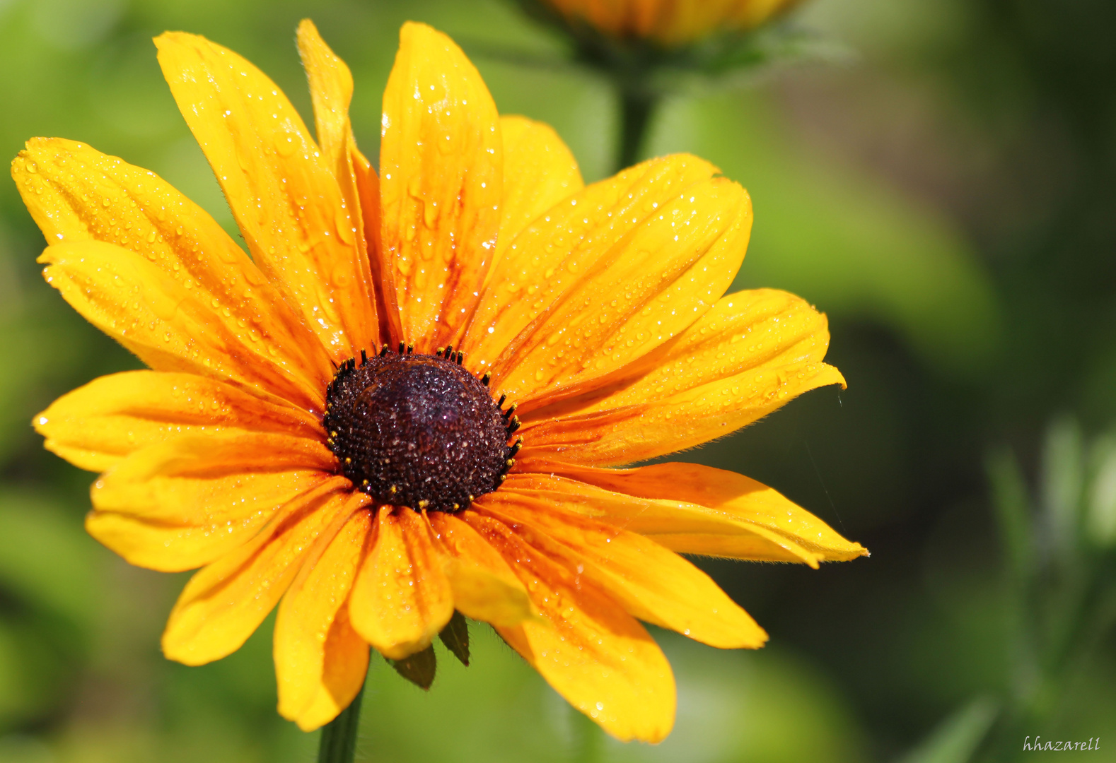 fleur jaune d'été photo et image | fleurs, été, fleur Images fotocommunity