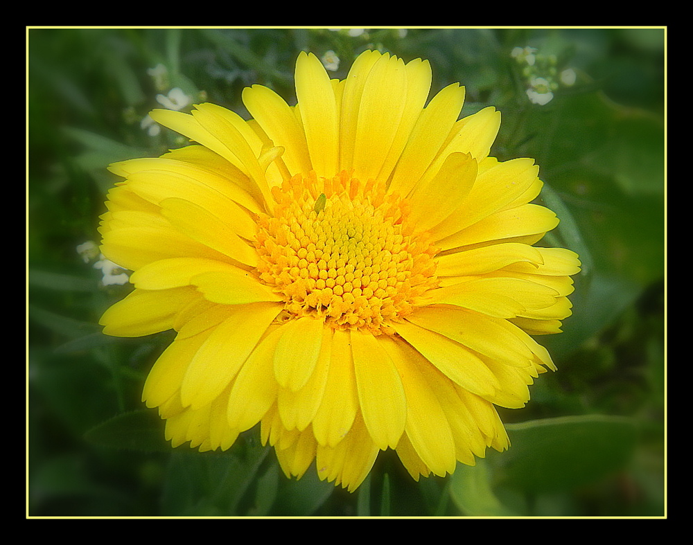  fleur  jaune  photo  et image fleurs  fleurs  nature 
