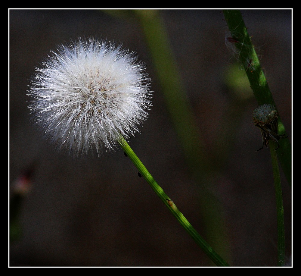 " Fleur le long d'un mur "