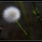 " Fleur le long d'un mur "